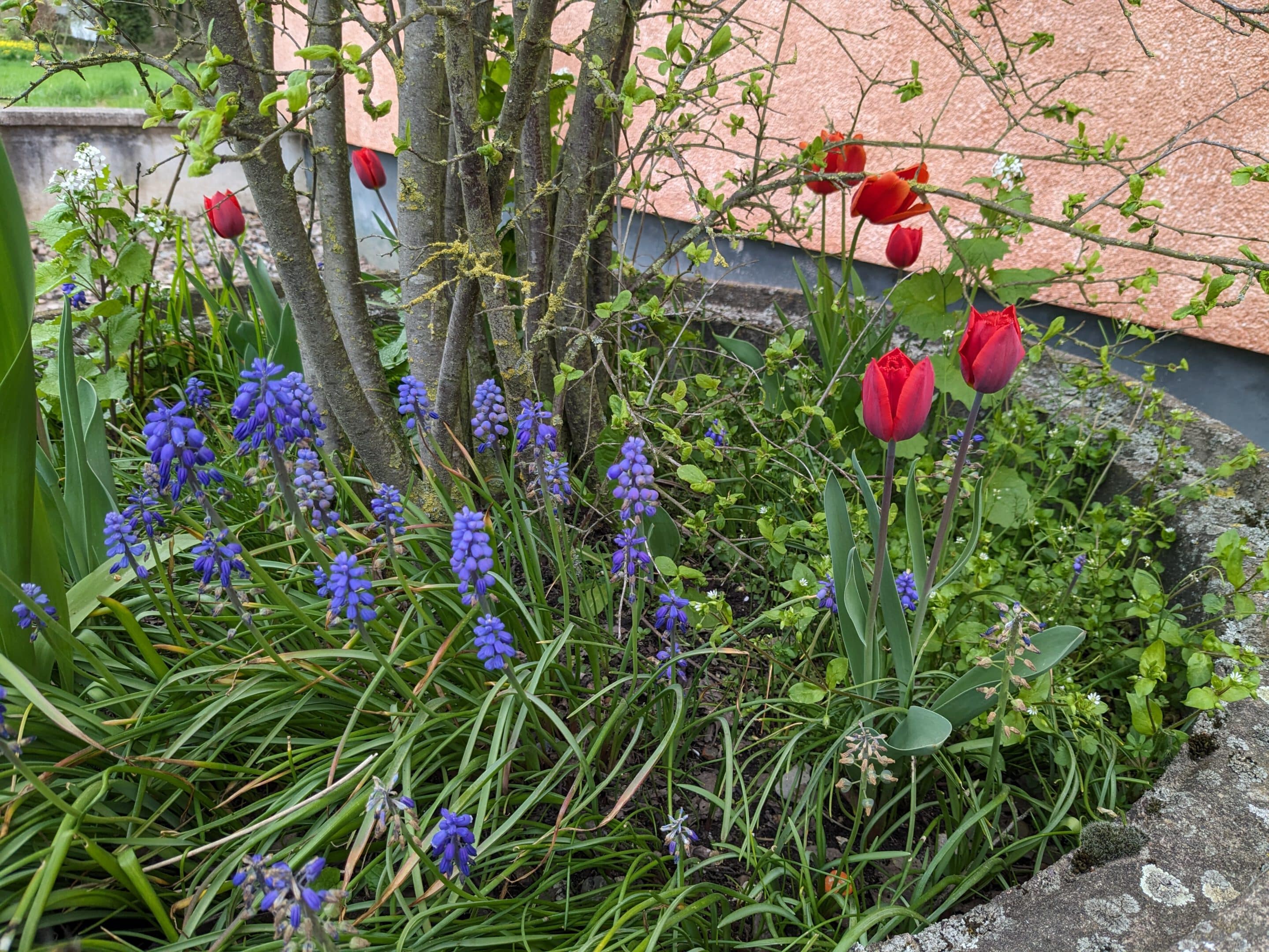 Tulpen und Traubenhyazinthen blühen in Gefäß