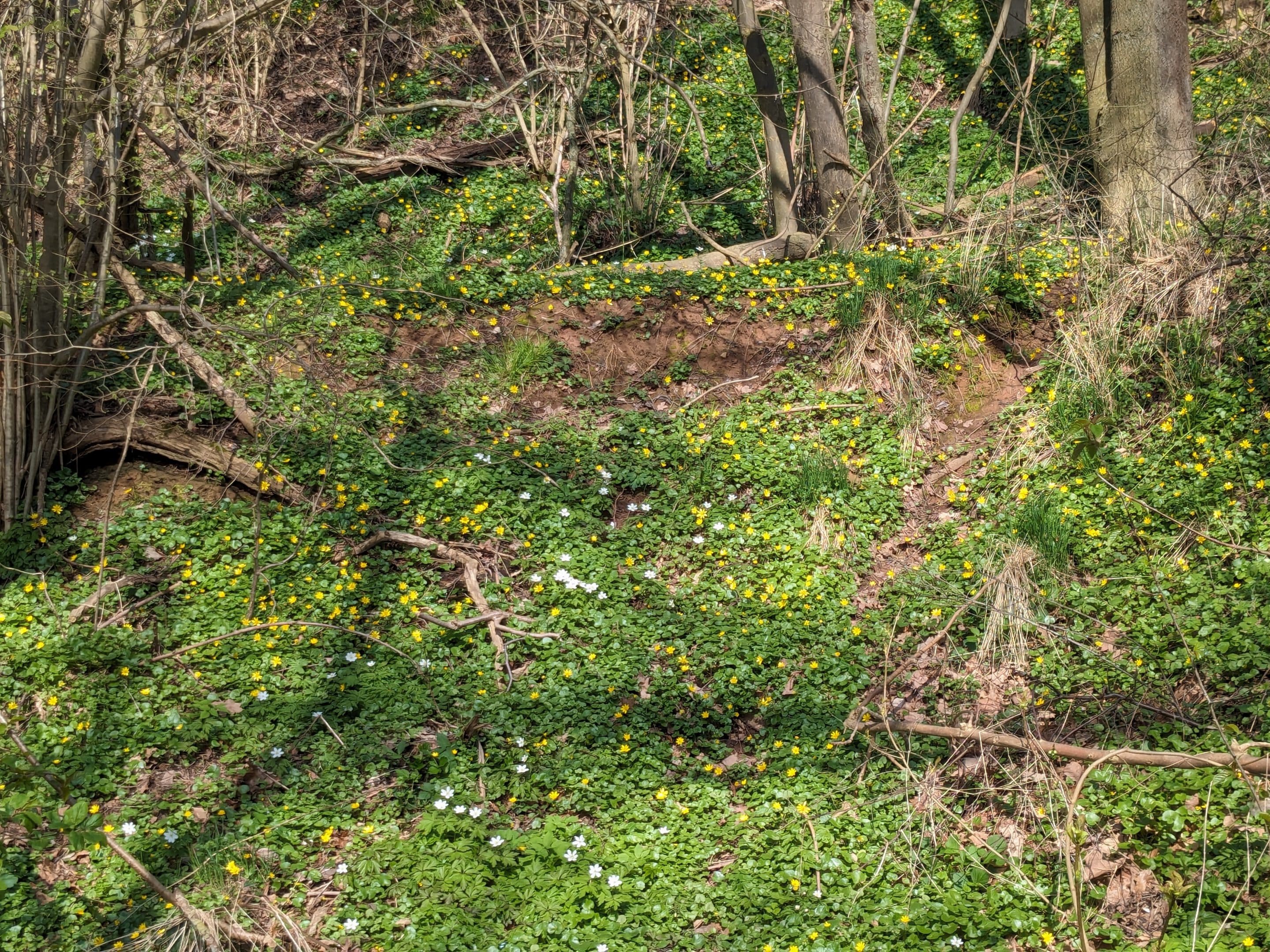 Blütenteppich auf Waldboden