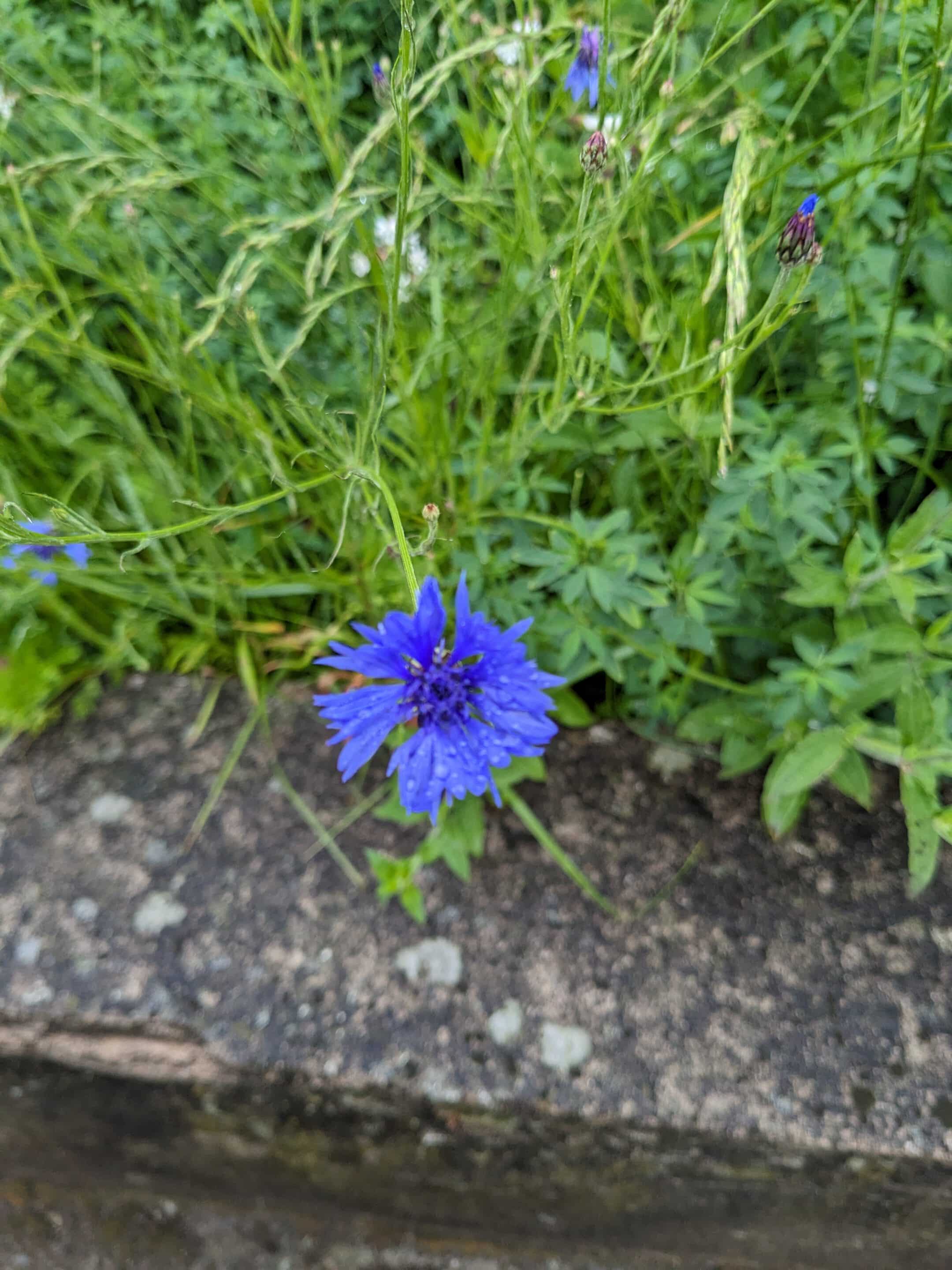 Einzelne Kornblumenblüte