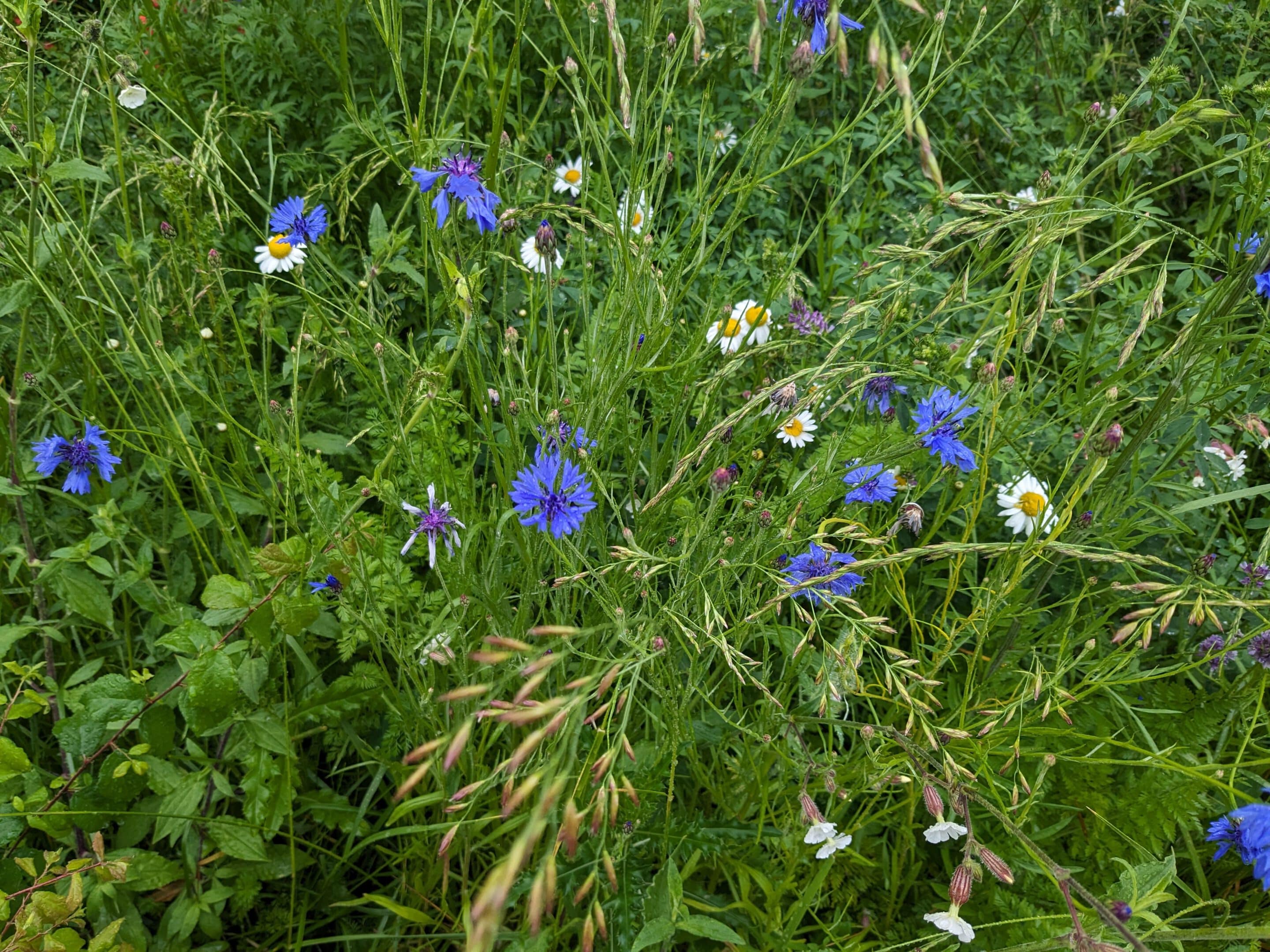 Kornblumen mit weiteren blühenden Pflanzen